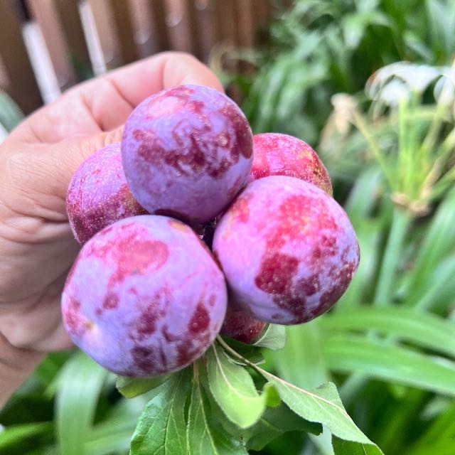 Mận Punhi