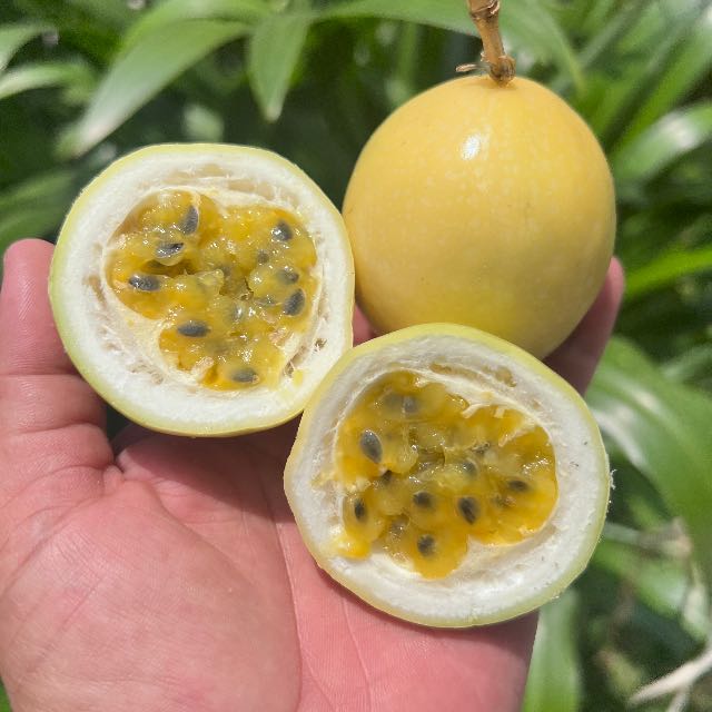 Chanh dây hương ổi