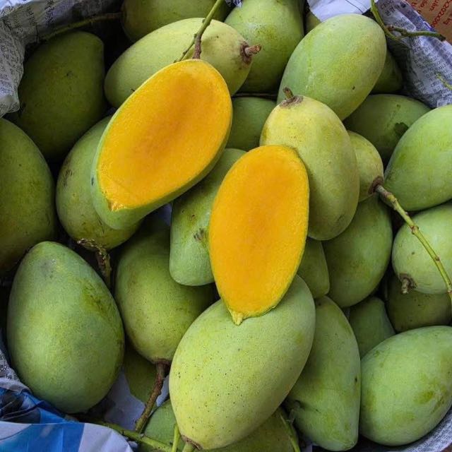 Xoài cát chu