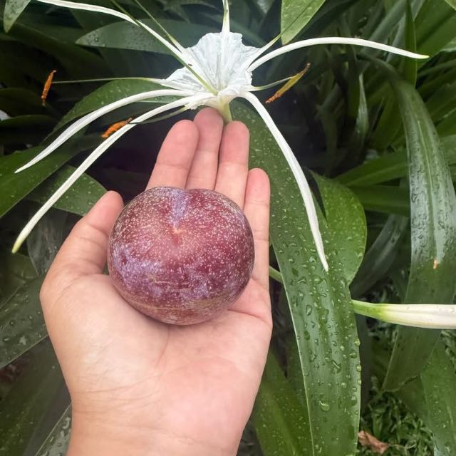 Mận size lớn