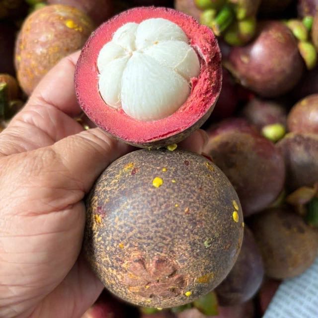 Măng cụt size to