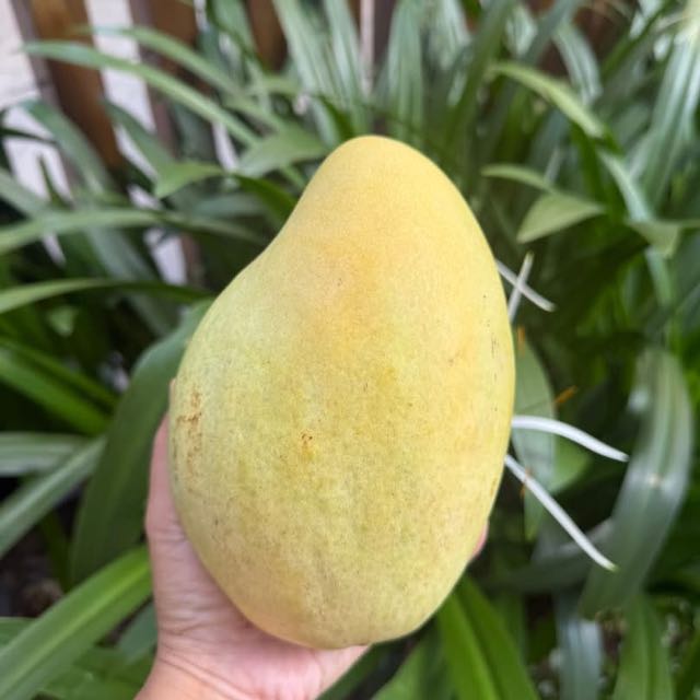 Xoài tứ quý