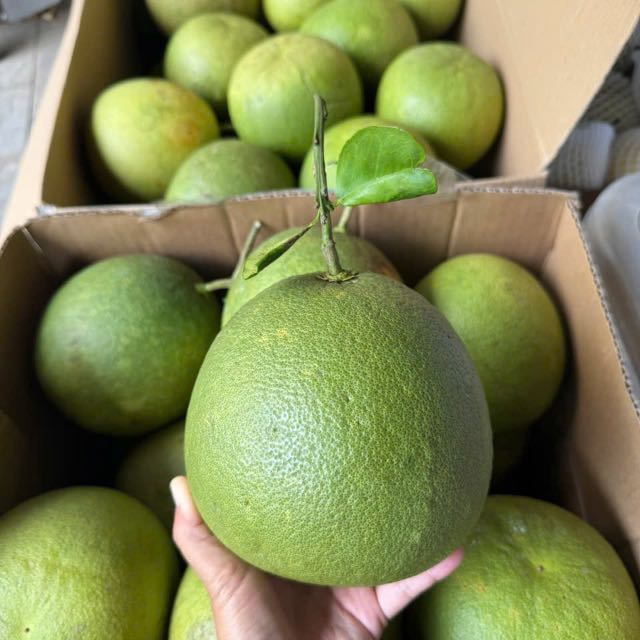 Bưởi lão da xanh sz lớn