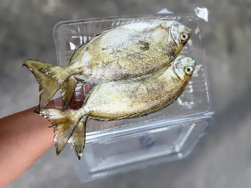 Cá Kình lưới