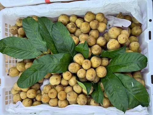 Bòn bon Thái