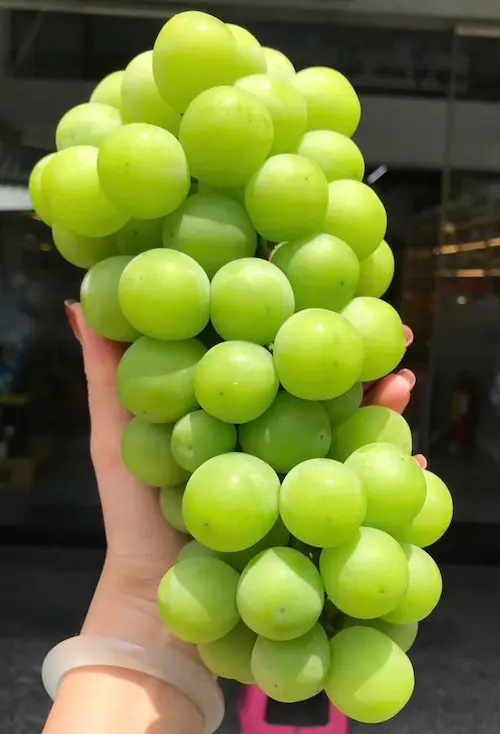Nho mẫu đơn NDT