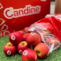 Táo kẹo Candine size 115