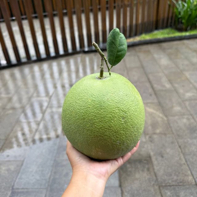 Bưởi lão da xanh sz nhỏ
