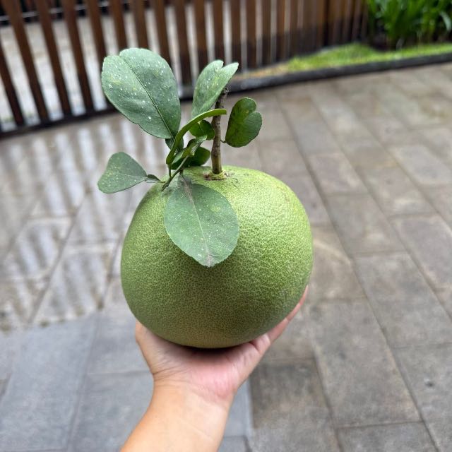 Bưởi lão da xanh sz vừa