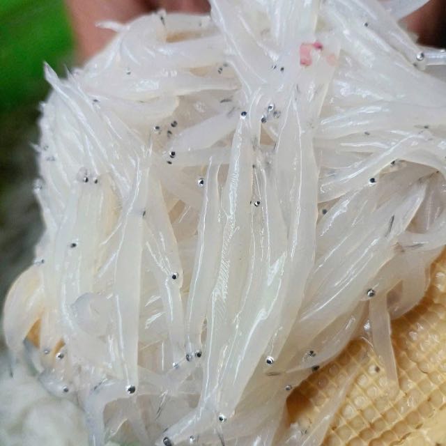 Cá Ngần sông Đà