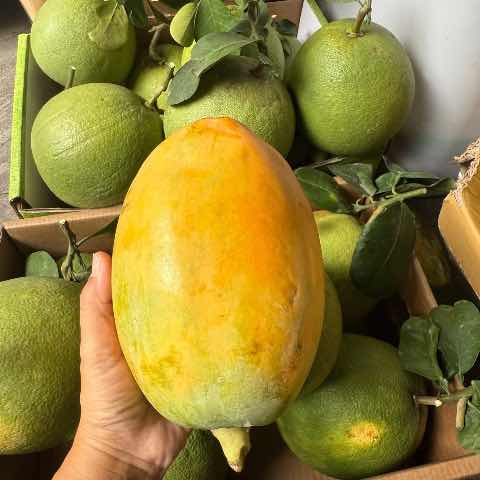 Đu đủ mẫn
