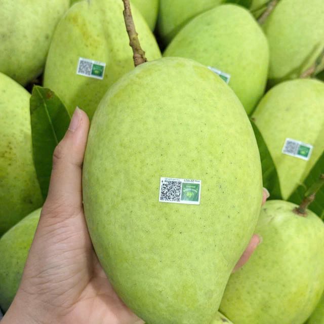 Xoài Cát Hoà Lộc (thuần)
