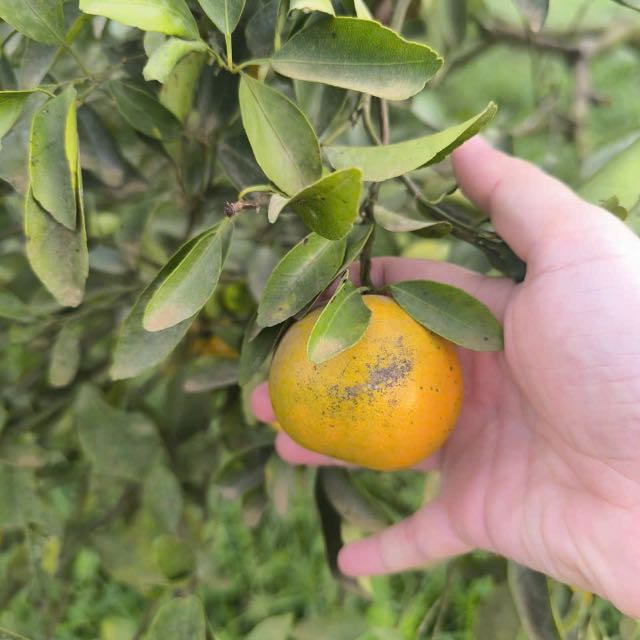 Quýt đường lão Hiếu Liêm