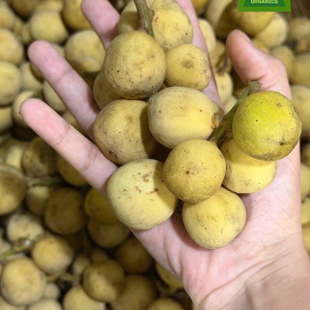 Bòn bon giống Thái